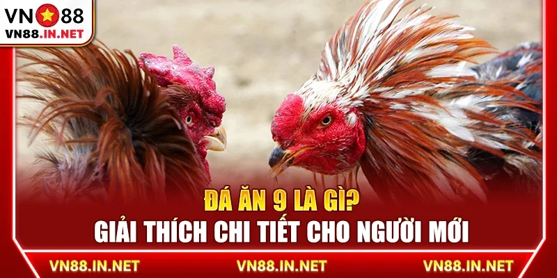 Đá ăn 9 là gì? Giải thích chi tiết cho người mới
