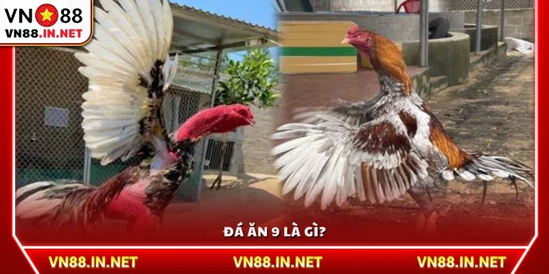 Tìm hiểu đá ăn 9 là gì?
